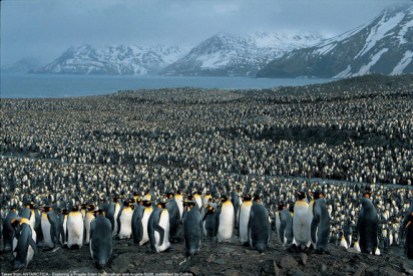 Penguins in South Georgia (falklandnews.wordpress.com)