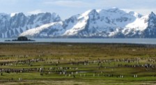 Grasslands and penguins (www.peregrineadventures.com)